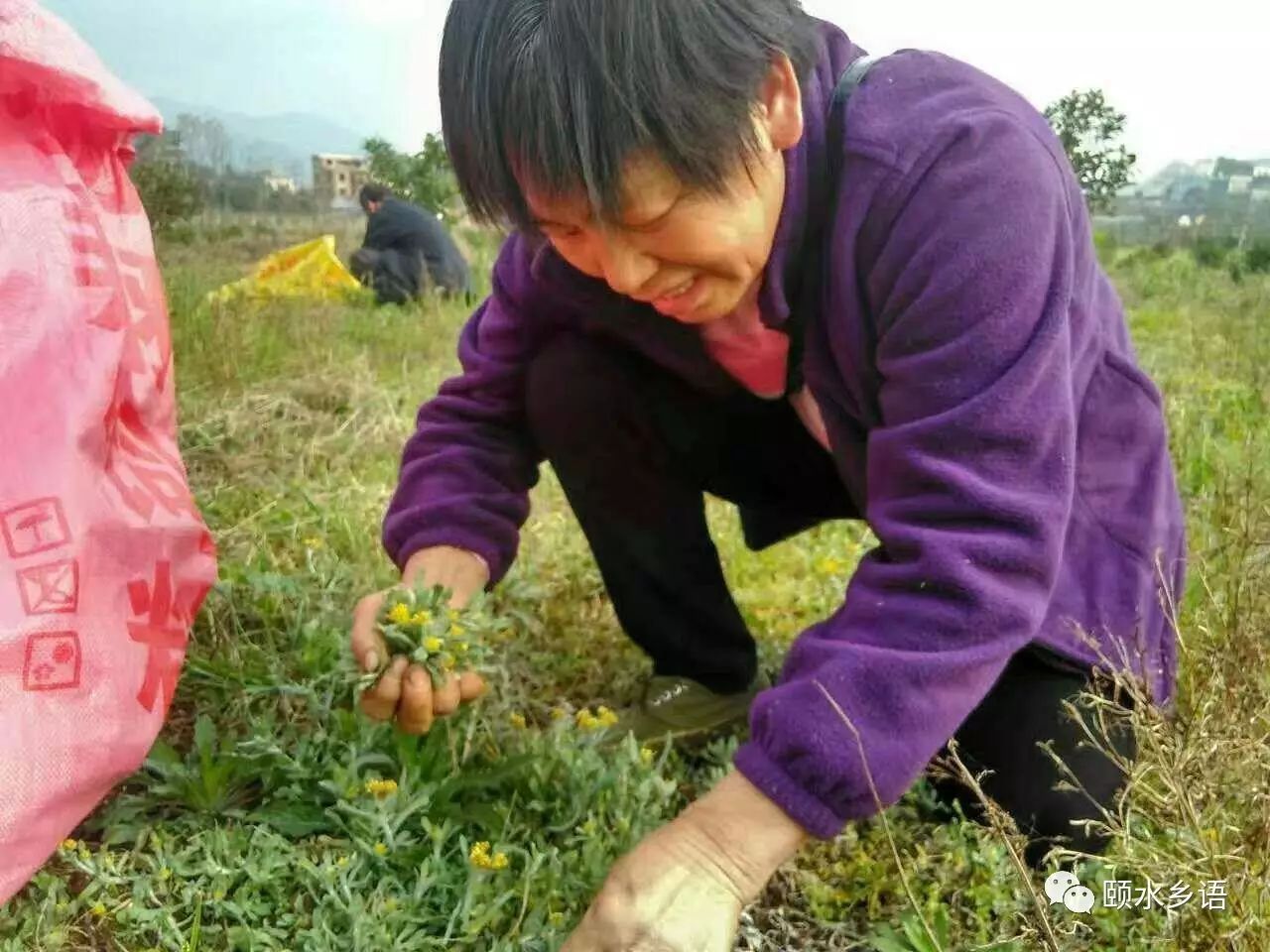 舌尖上的美食 水牛花粑粑.