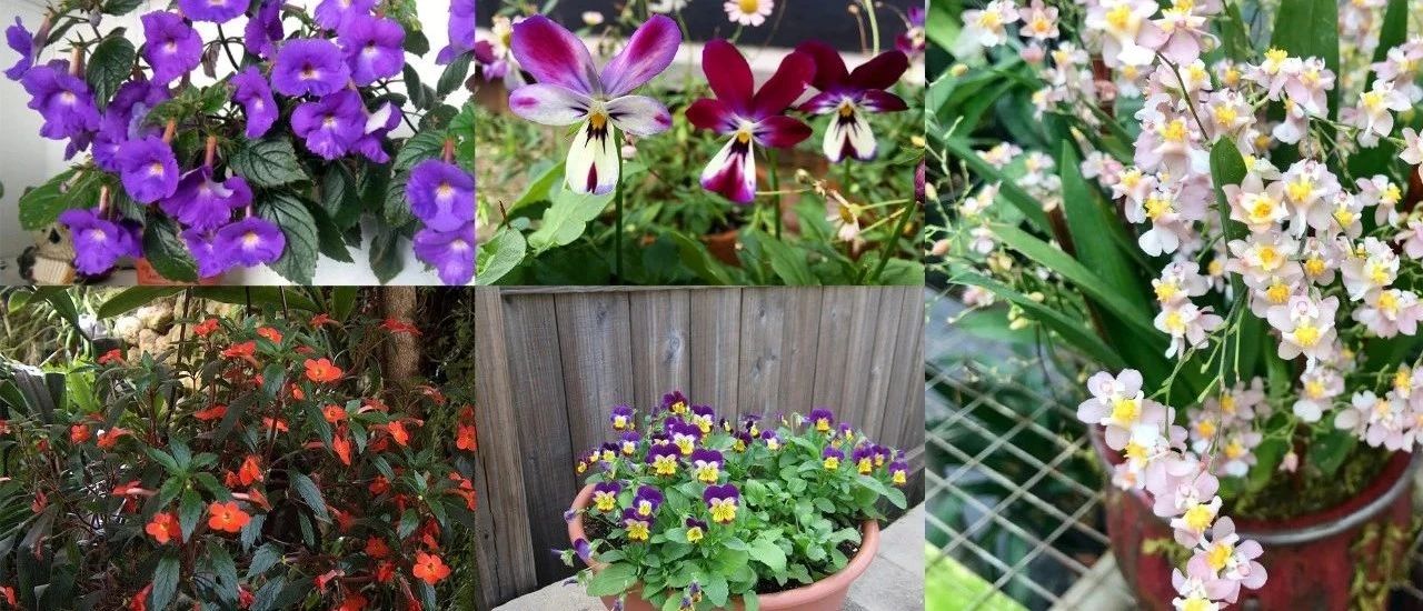 适合养室内窗台的耐阴开花植物，植株小巧的盆栽，花量一点都不少