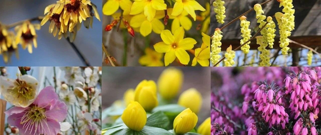 在寒冷的冬春时节灿烂开花的8种观赏花卉，可露养户外，打理简单