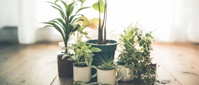 室内观叶植物做好三点，避免枯萎有技巧，新手室内养花指南
