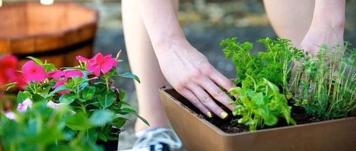 网购到手或苗圃买的盆栽苗如何处理？几个技巧解决多年养花困惑