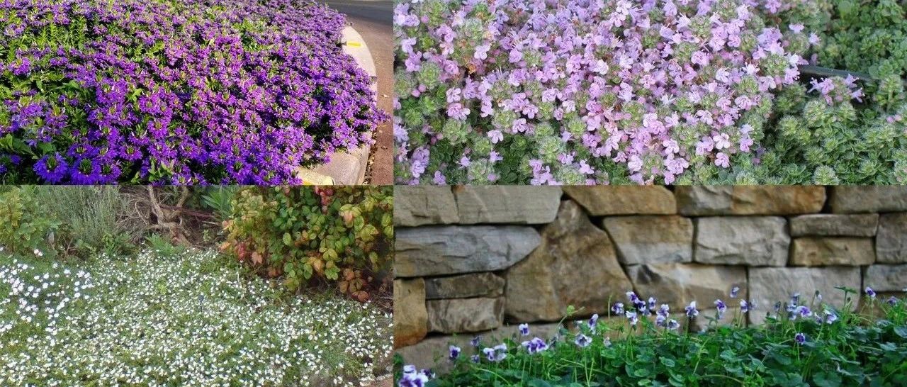 6种匍匐生长的垂盆植物，种石板路边顽强开花，庭院入门覆盖植物