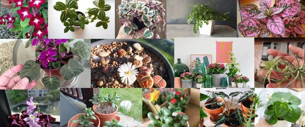 18种小巧精致的室内盆栽植物，办公桌上都可以摆几盆，养护简单