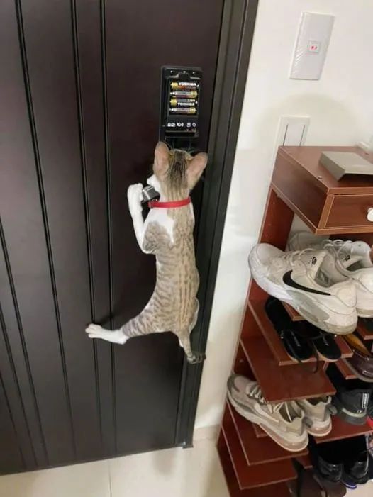 因猫学会了开门，于是装了个扣，这天回家发现被猫锁门外了!