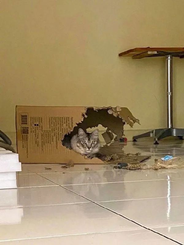 猫把纸箱咬得到处都是，被主人骂了几句后!