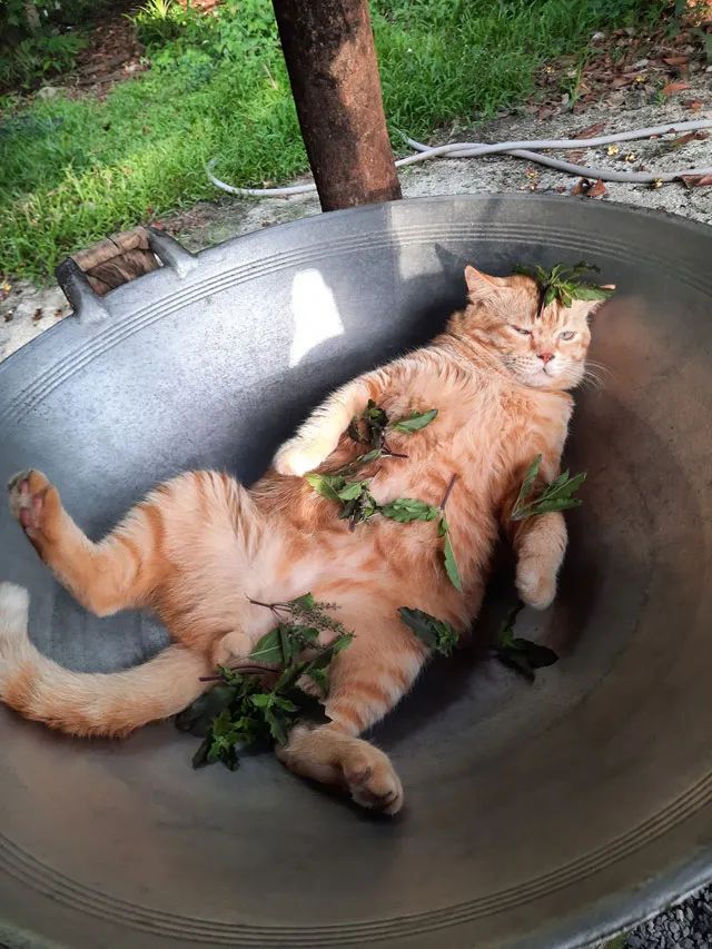 橘猫喜欢躺锅里，主人给加上这些料后，笑屎!