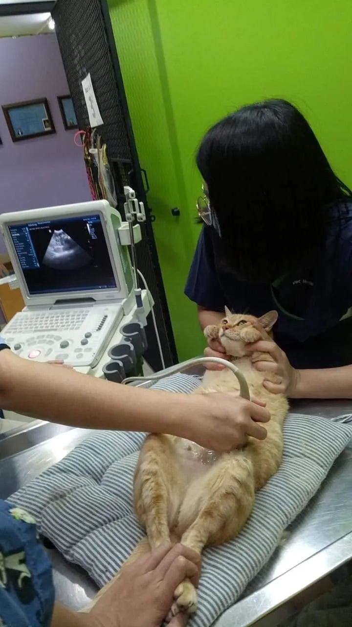 橘猫被抓去验孕，医生：它只是胖而已!
