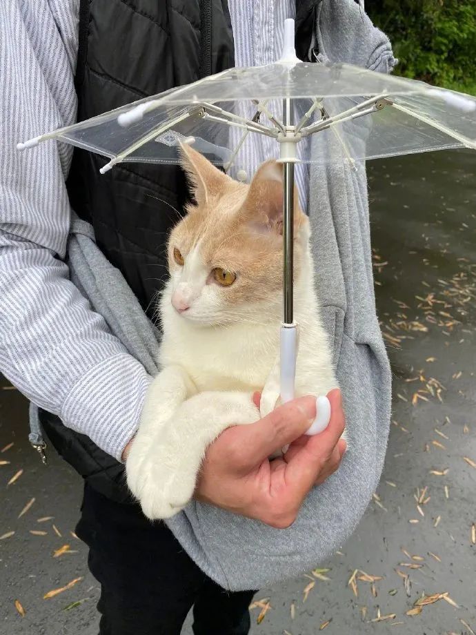 下雨了，猫还是吵着要出门，于是推主直接给它弄了个专用伞!