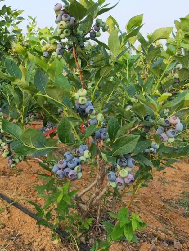 觅夏记丨烟台蓝莓采摘 无限畅吃来啦! - 好客山东网