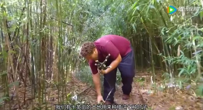 熊猫频道24小时直播大熊猫生活_熊猫的生活环境_熊猫的生活环境