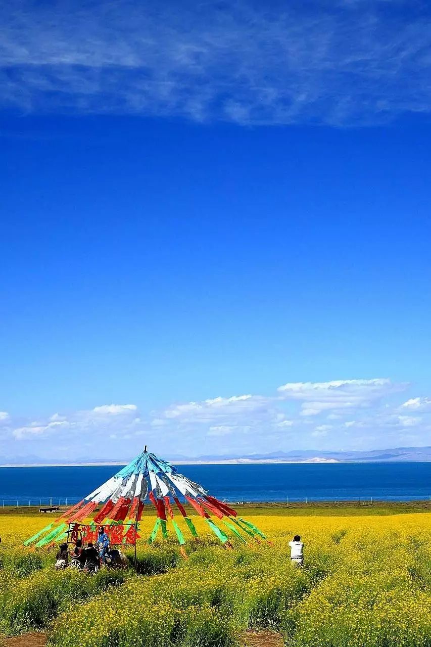 青海湖油菜花 7月中旬至8月中旬则是来青海湖看油菜花的绝好时机.