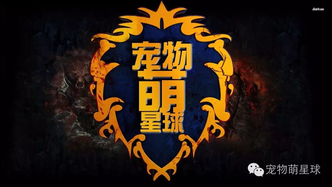 谁说怀孕不能养狗?我二哈第一个不服!-怀孕期