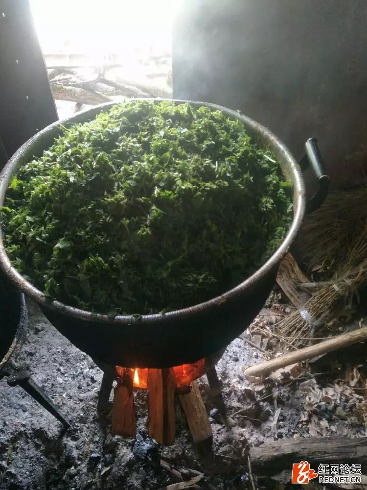 用这些大自然里猪草剁烂后,煮熟喂猪,肉很香,难得美食!