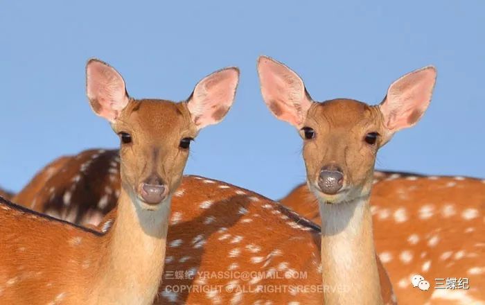 无论雌雄,梅花鹿都有一双大而圆的眼睛,长耳朵竖在两边,还长着长脸