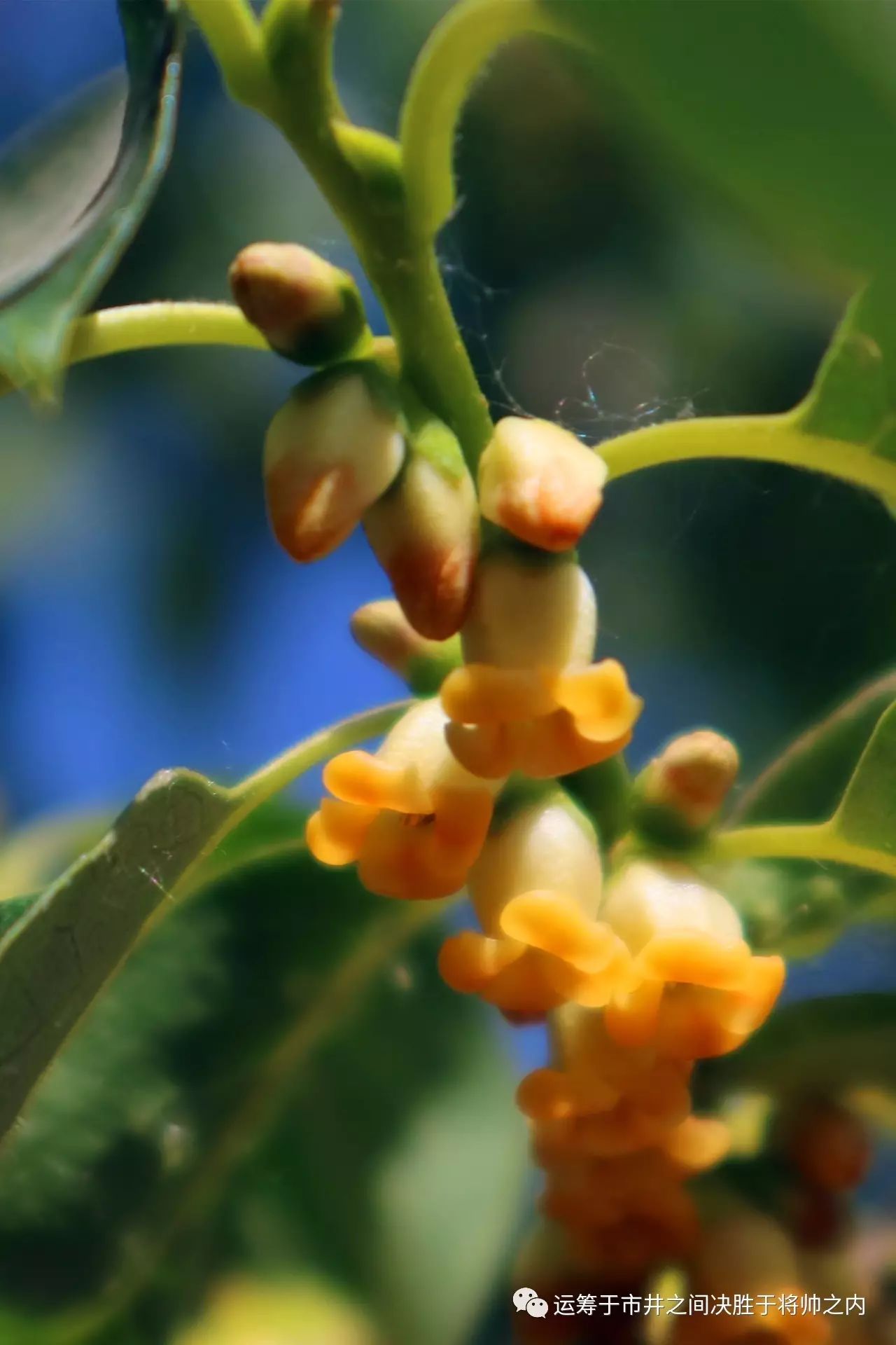 中央财经大学沙河校区的植物(200)——君迁子,柿