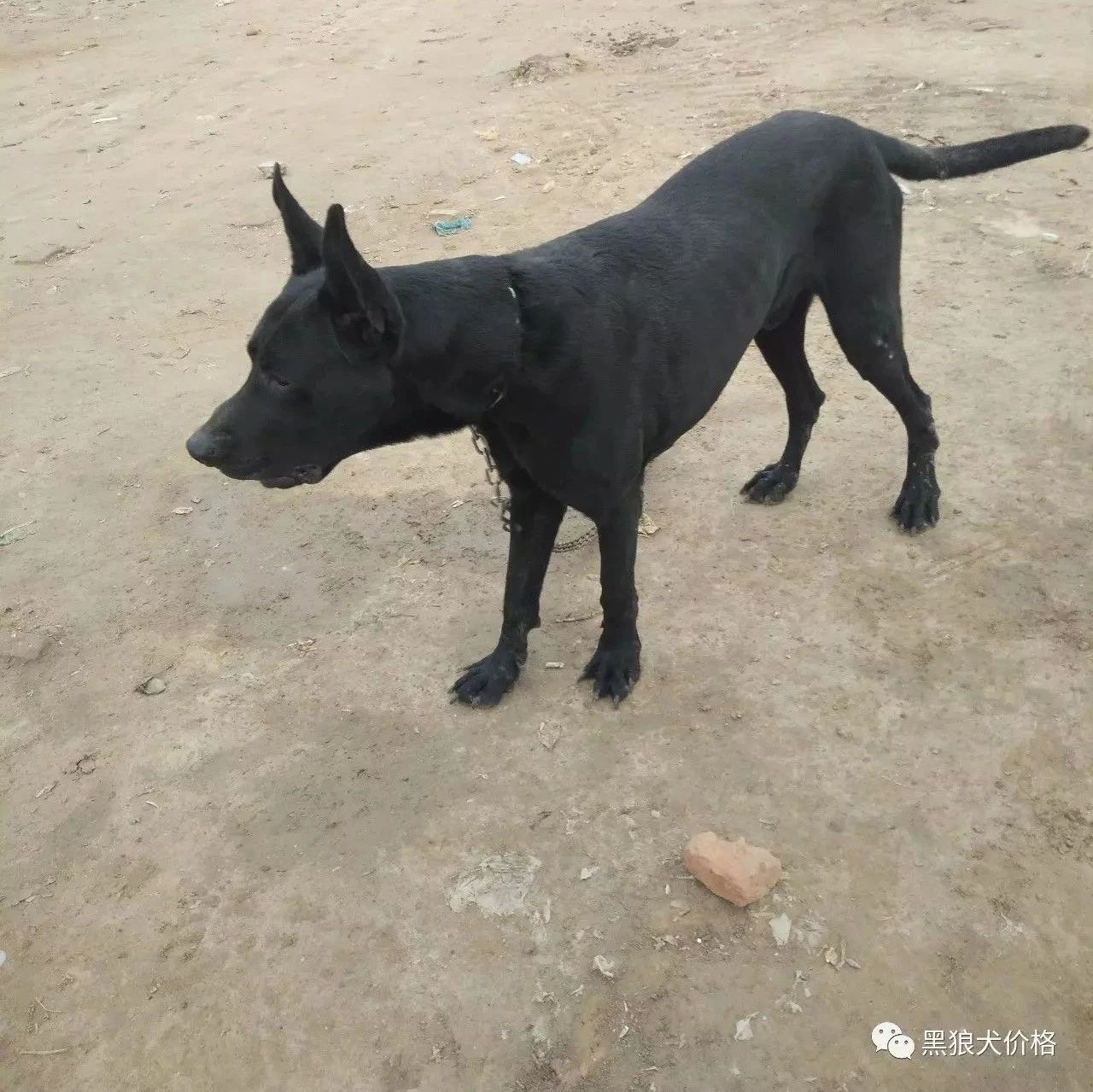 黑狼犬价格纯种中华黑狼犬价格墨界黑狼犬价格 黑狼犬价格 微信公众号文章阅读 Wemp