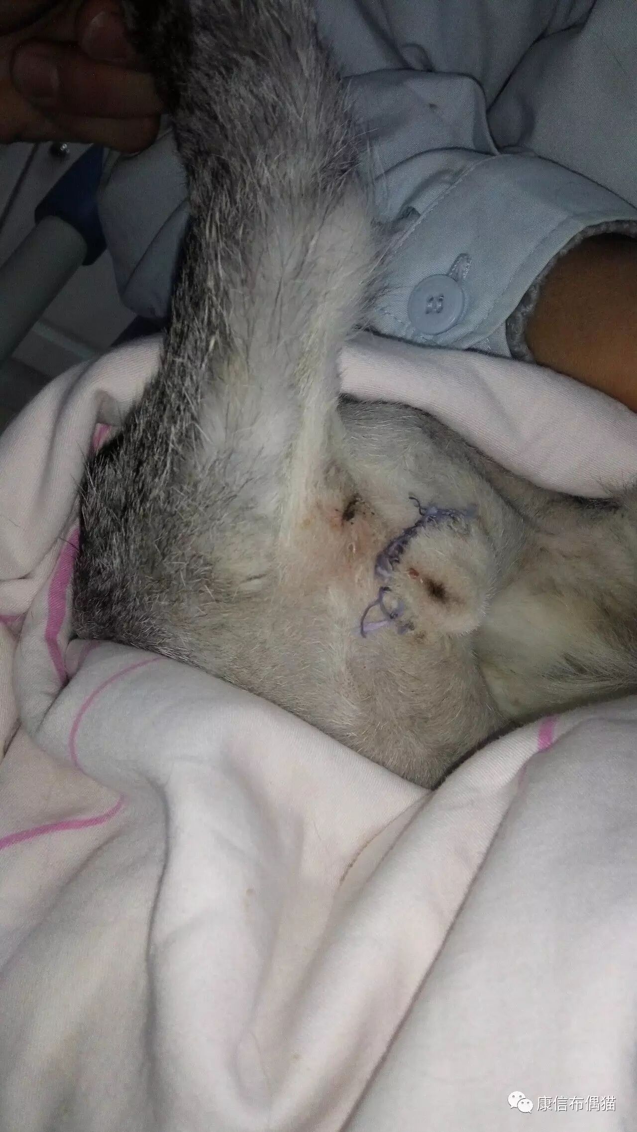 解决猫咪尿闭的最佳方案——尿道造口手术