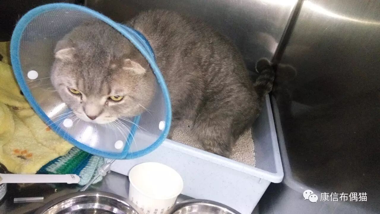 解决猫咪尿闭的最佳方案——尿道造口手术