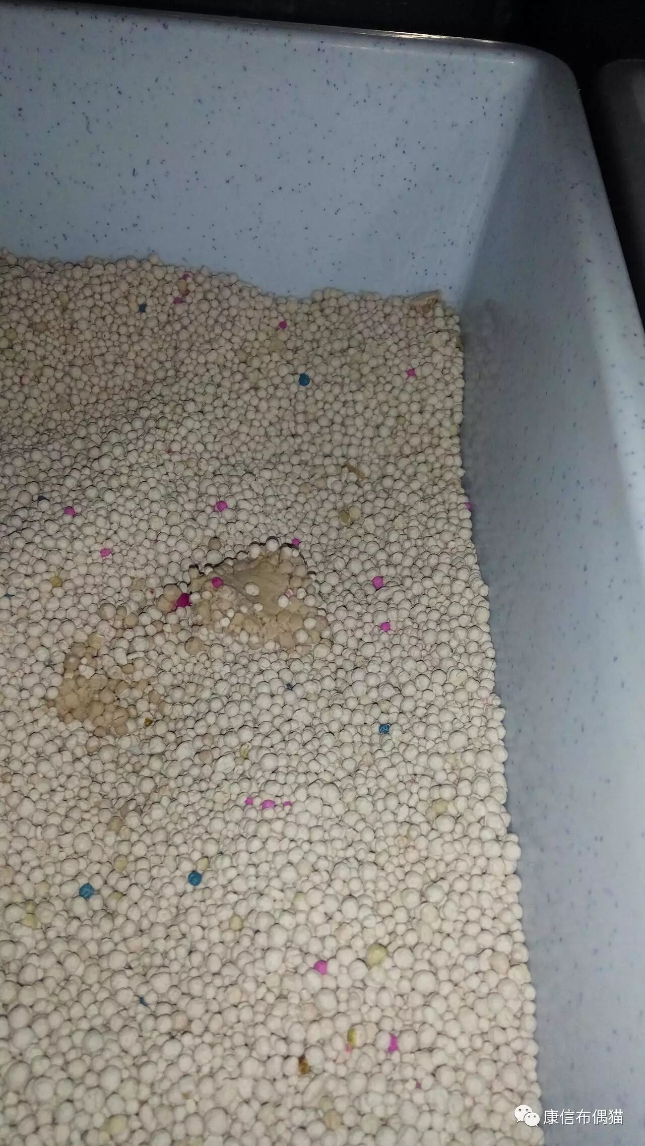 解决猫咪尿闭的最佳方案——尿道造口手术