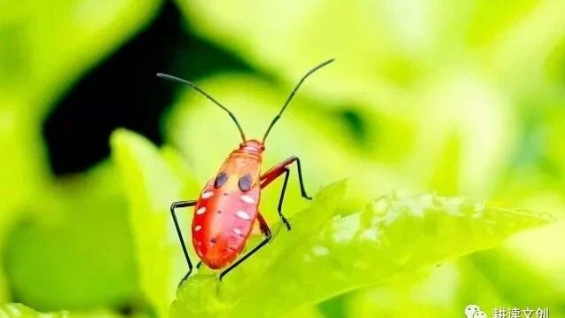 自然拼读绘本有声书23.