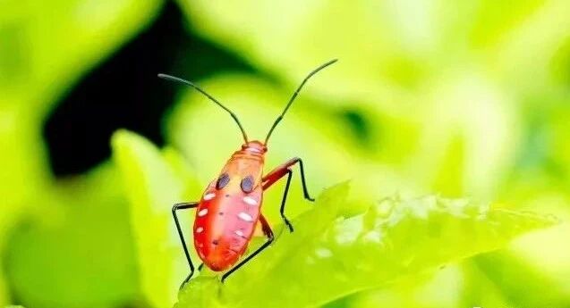 周末电影：The Secret Life of Pets