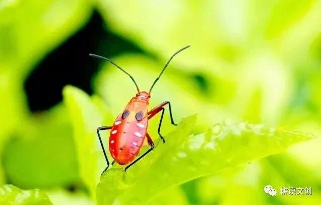 名著电影——秘密花园-1