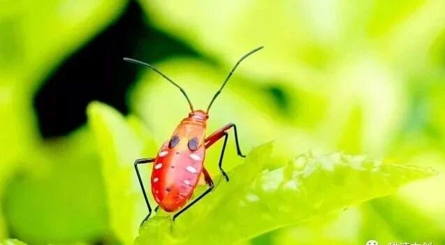 名著电影——奥黛丽赫本专辑-6