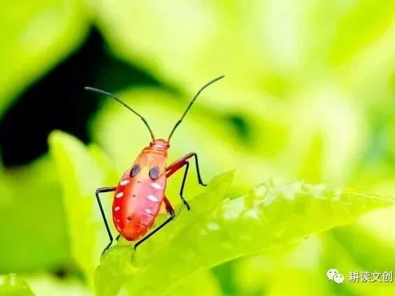 名著电影——奥黛丽赫本专辑-4