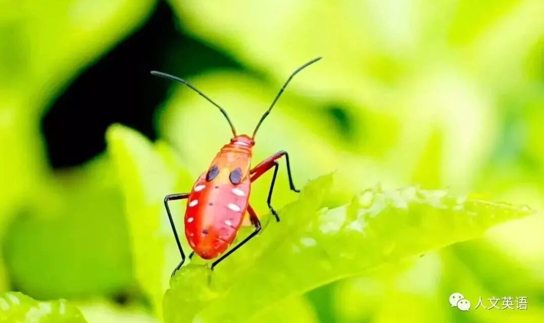 教材⭐英文绘本：RAZ 17.