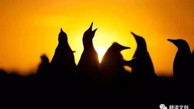 自然拼读绘本有声书11.