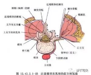 棘上韧带炎什么东东