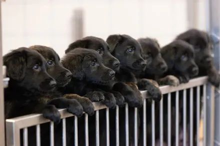 德国牧羊犬一口气生了16只小狗，工作人员看后都惊呆了：破纪录!