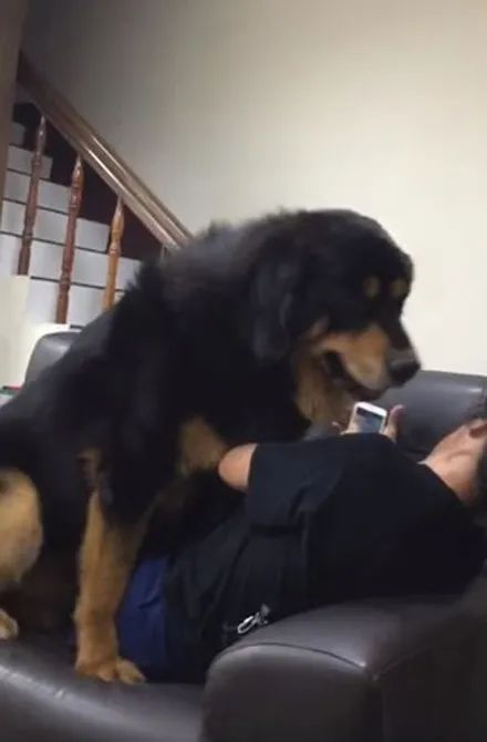 150斤大狗找主人撒娇，结果被拒绝后，转身闹小脾气：不要碰我!
