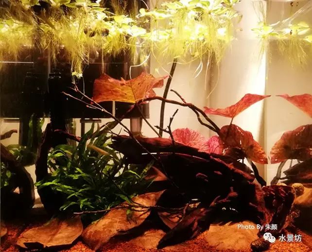 40短鲷缸造景_短鲷缸造景_缸造景短鲷