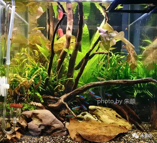 短鲷缸造景_40短鲷缸造景_缸造景短鲷