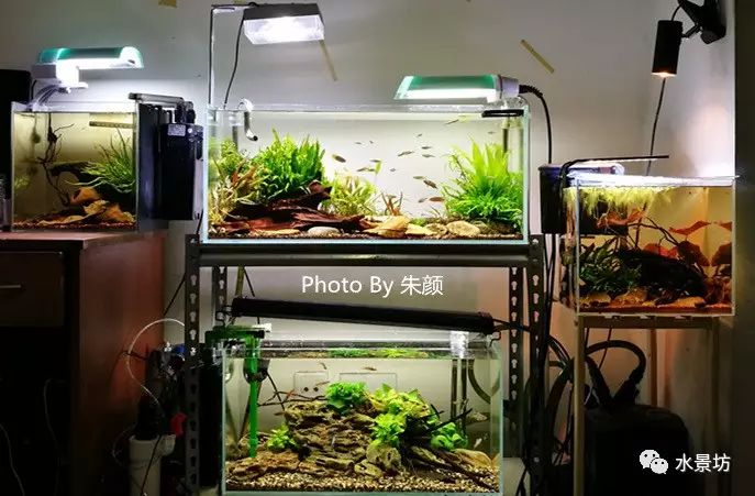 40短鲷缸造景_短鲷缸造景_缸造景短鲷