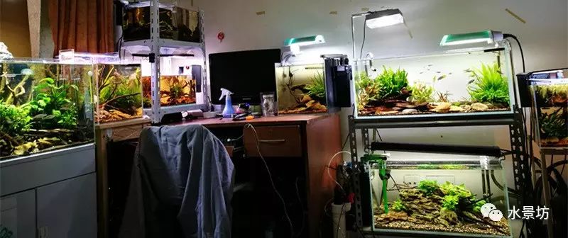 40短鲷缸造景_缸造景短鲷_短鲷缸造景