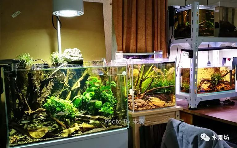 40短鲷缸造景_缸造景短鲷_短鲷缸造景