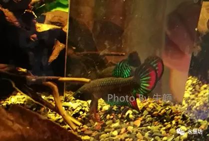 40短鲷缸造景_短鲷缸造景_缸造景短鲷