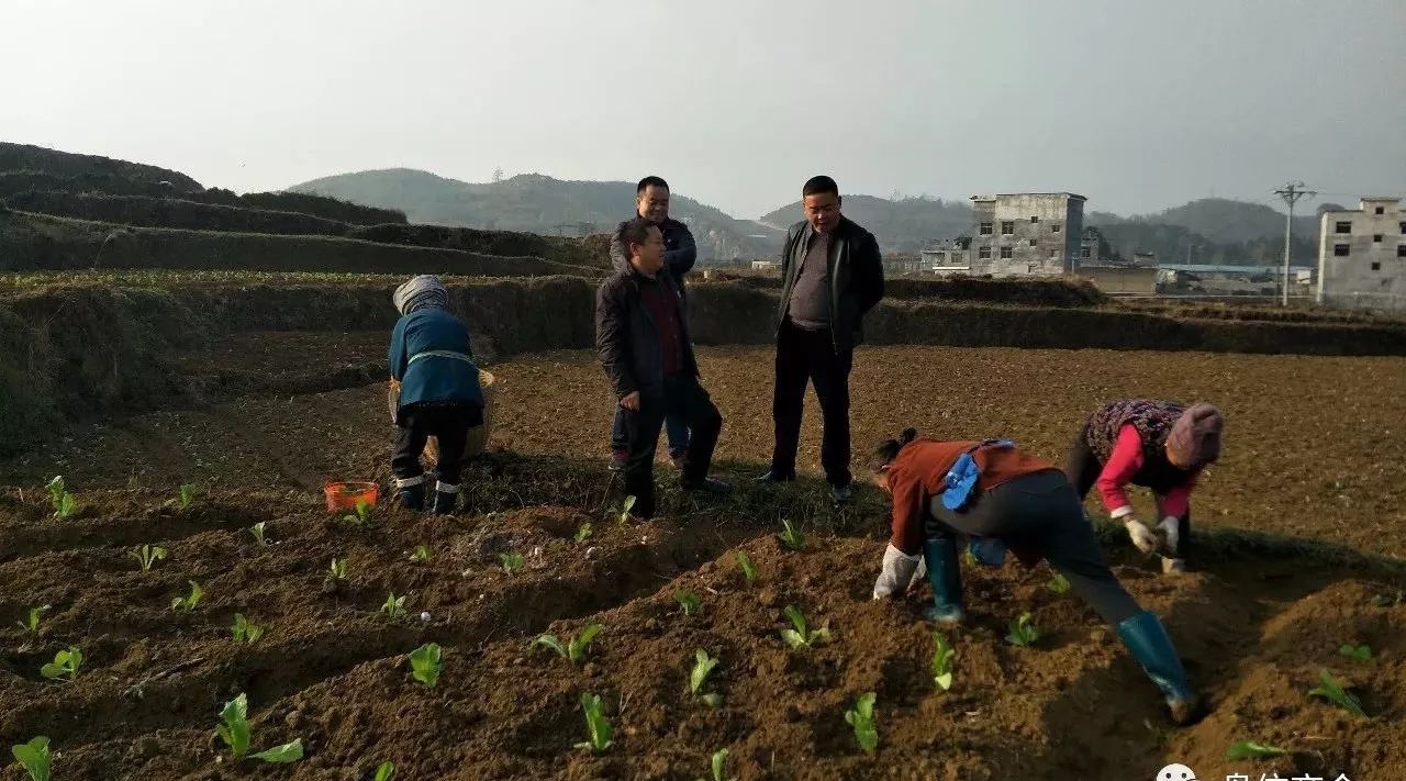 盘信镇龙塘坪蔬菜种植基地狠抓秋季攻势发展产业助推脱贫攻坚