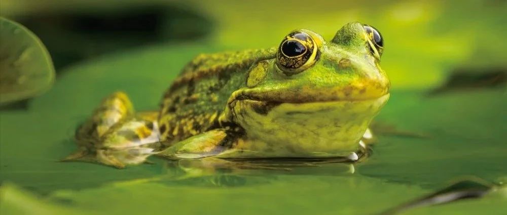 音频科普丨下雨天，青蛙为什么喜欢呱呱叫?