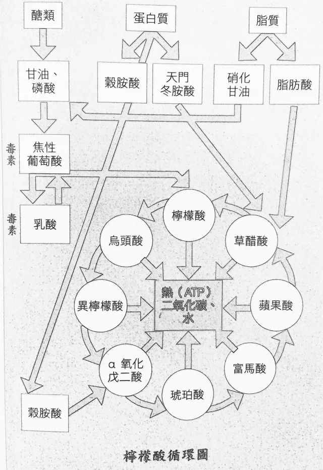 何谓【柠檬酸循环】?