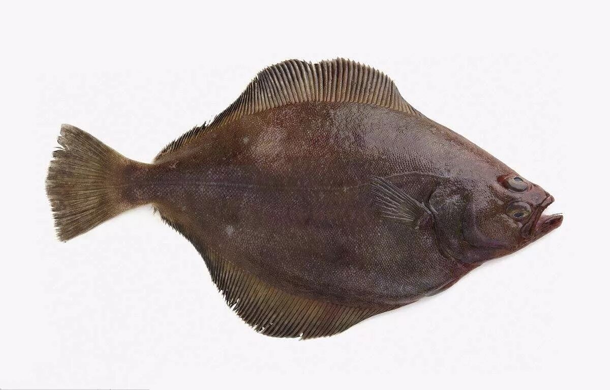 你喜欢比目鱼吗?可做宝宝辅食,性价比还远超银鳕鱼