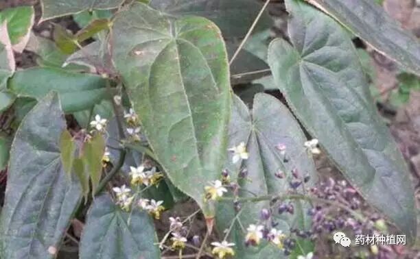 淫羊藿多少钱一斤？2017产地淫羊藿鲜货价格行情