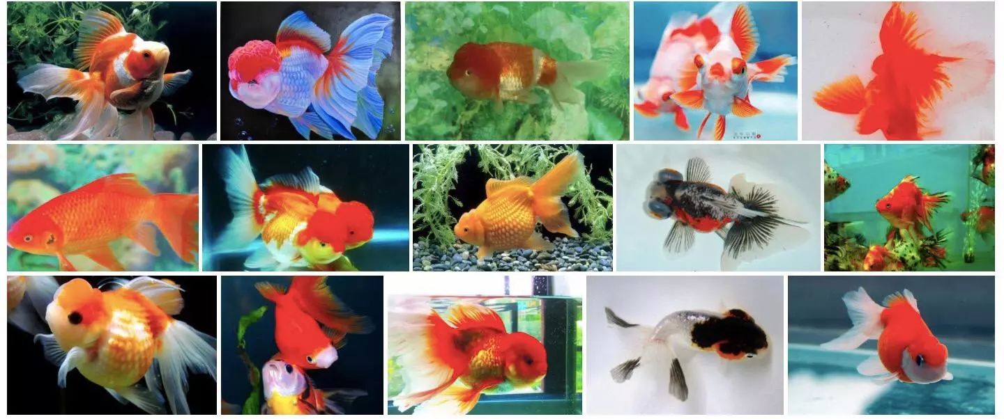 金鱼的种类多种多样