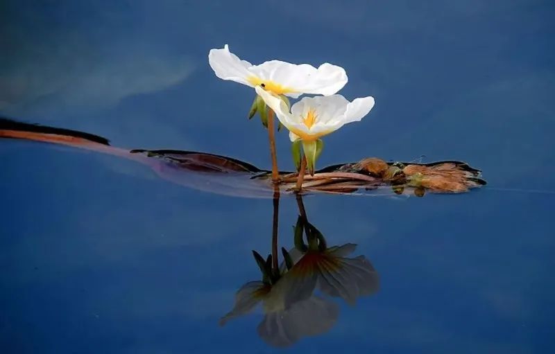 都安海菜花几月开花_春菜花春菜花 影音先锋_海菜花