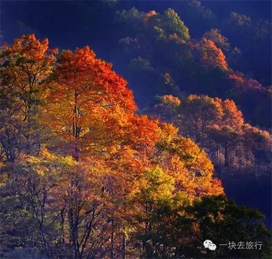 四川最美的15個紅葉區，一到秋天就燃成一片片紅海！ 旅行 第90張