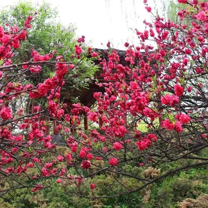 西安最美踏春赏花地,一个万芳齐发的皇家御花园在等您来!