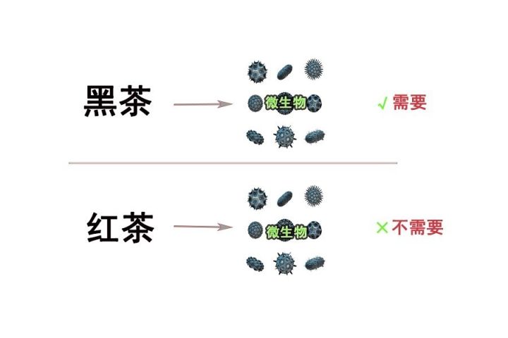 红茶也是全发酵茶,为什么不用担心黄曲霉素?