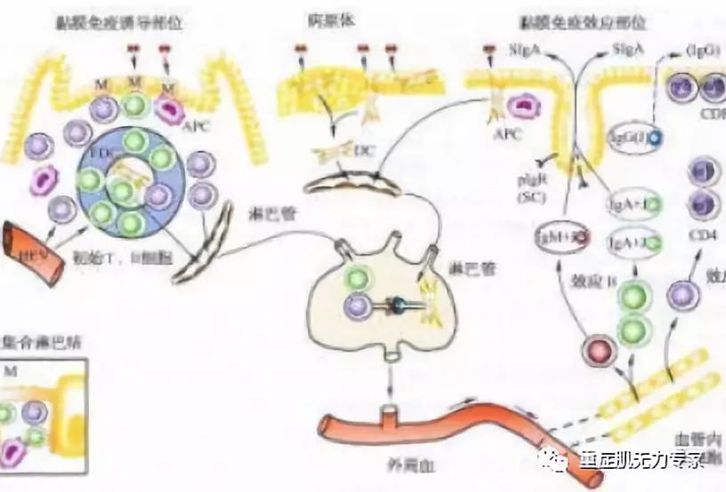 重症肌无力——患者是广大人群的"心脖